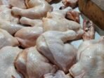 Ayam-potong